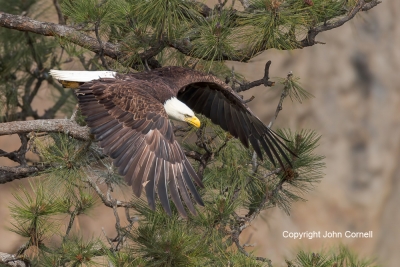 Bald-Eagle;Eagle;Flying-Bird;Haliaeetus-leucocephalus;Photography;action;active;